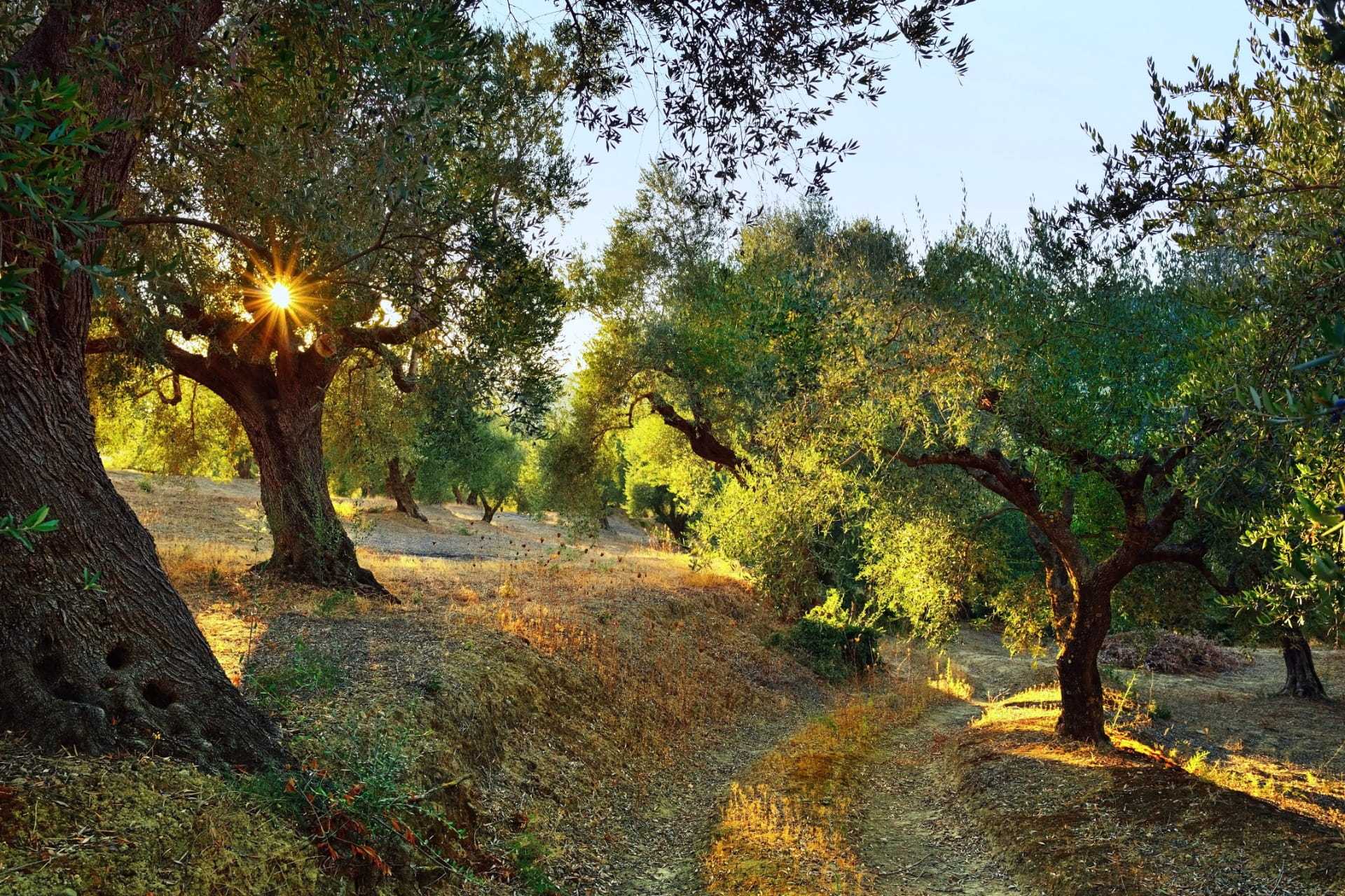Γη της Ελιάς | 28η Οκτωβρίου Image